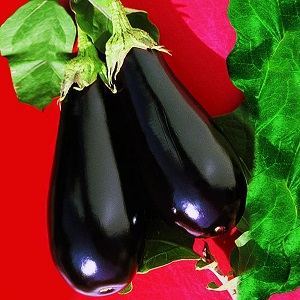 Pourquoi la variété d'aubergine Epic est bonne et pourquoi elle vaut la peine d'être cultivée
