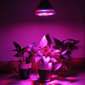 Examen de la variété d'aubergine Casse-Noisette: avantages et inconvénients, nuances de culture