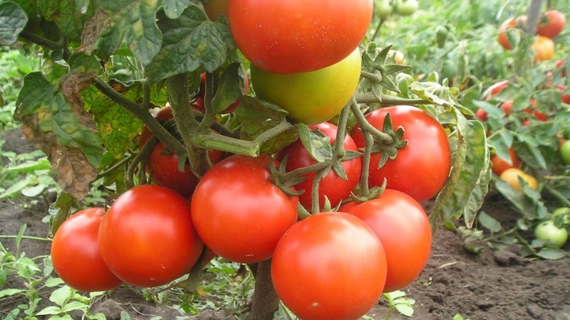 L'une des meilleures variétés à maturation précoce et sans prétention - la tomate Lyubasha f1: rendement et caractéristiques