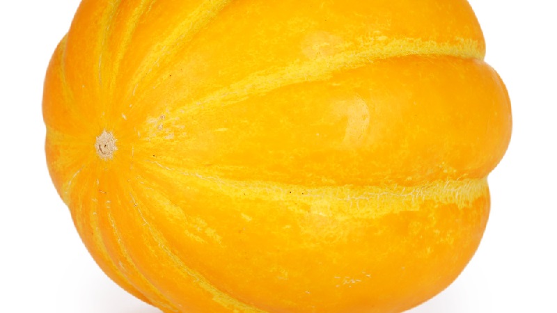 En quoi le melon à la camomille diffère-t-il des autres variétés et vaut-il la peine d'être cultivé