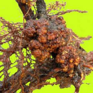 En quoi le melon à la camomille diffère-t-il des autres variétés et vaut-il la peine d'être cultivé