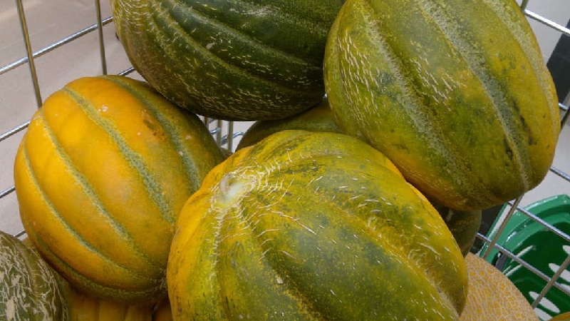 En quoi le melon à la camomille diffère-t-il des autres variétés et vaut-il la peine d'être cultivé