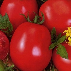 Universel, productif, à maturation précoce et tellement apprécié des résidents d'été tomate miracle sibérien