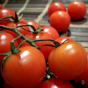 Examen de la tomate Ogorodnik: avantages et inconvénients, conditions de croissance et caractéristiques de la culture finie
