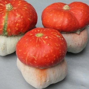 À quoi ressemble le turban décoratif à la citrouille Red Riding Hood et pourquoi le cultiver?