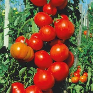 Rendement élevé à un coût minimal - Tomate Spasskaya Tower F1: critiques de jardiniers et secrets de culture