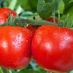 Rendement élevé à un coût minimal - Tomate Spasskaya Tower F1: critiques de jardiniers et secrets de culture