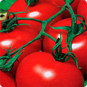 Idéal pour les climats frais, mais donnant toujours une riche récolte de tomates Martha F1