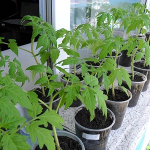 Idéal pour les climats frais, mais donnant toujours une riche récolte de tomates Martha F1