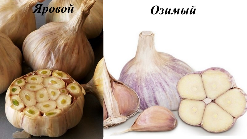 Ce qui détermine le rendement de l'ail et comment l'augmenter: les conseils d'agriculteurs expérimentés et les nuances de la culture