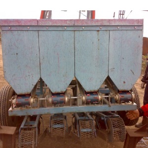 Ce qui détermine le rendement de l'ail et comment l'augmenter: les conseils d'agriculteurs expérimentés et les nuances de la culture