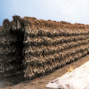 Ce qui détermine le rendement de l'ail et comment l'augmenter: les conseils d'agriculteurs expérimentés et les nuances de la culture