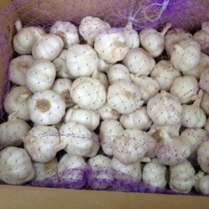 Ce qui détermine le rendement de l'ail et comment l'augmenter: les conseils d'agriculteurs expérimentés et les nuances de la culture