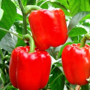 Variété sucrée et juteuse de piment Cholstyach pour les serres et les grands espaces