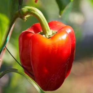 Variété sucrée et juteuse de piment Cholstyach pour les serres et les grands espaces