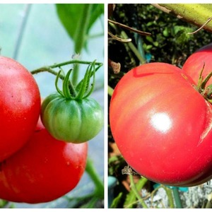 Nous cultivons du semis à la récolte de la tomate Pink Miracle F1: avis des agriculteurs et recommandations pratiques