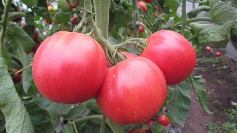 Nous cultivons du semis à la récolte de la tomate Pink Miracle F1: avis des agriculteurs et recommandations pratiques