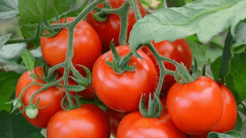 La tomate de Mashenka et les secrets de sa culture pour obtenir une récolte riche est un bon choix même pour les jardiniers novices.