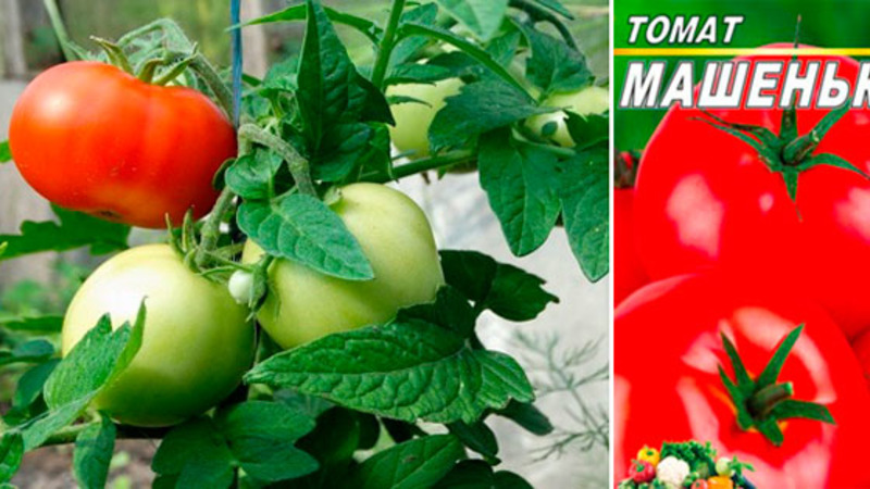 La tomate de Mashenka et les secrets de sa culture pour obtenir une récolte riche est un bon choix même pour les jardiniers novices