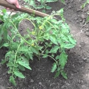 Tomato Em Champion: caractéristiques et description de la variété, critiques de ceux qui ont planté des tomates et photos