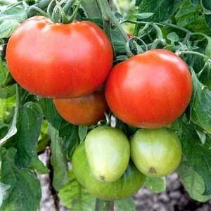 Tomato Em Champion: caractéristiques et description de la variété, critiques de ceux qui ont planté des tomates et photos