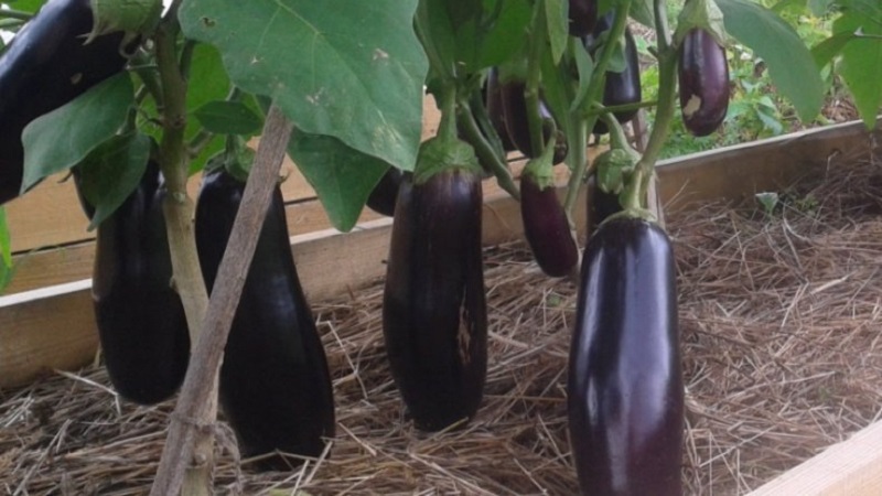 Pourquoi la variété d'aubergine Epic est bonne et pourquoi elle vaut la peine d'être cultivée