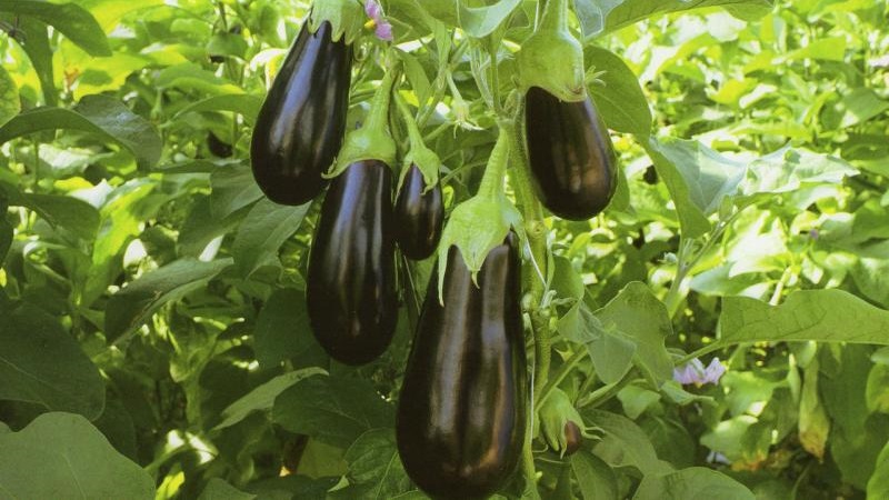 Pourquoi la variété d'aubergine Epic est bonne et pourquoi elle vaut la peine d'être cultivée