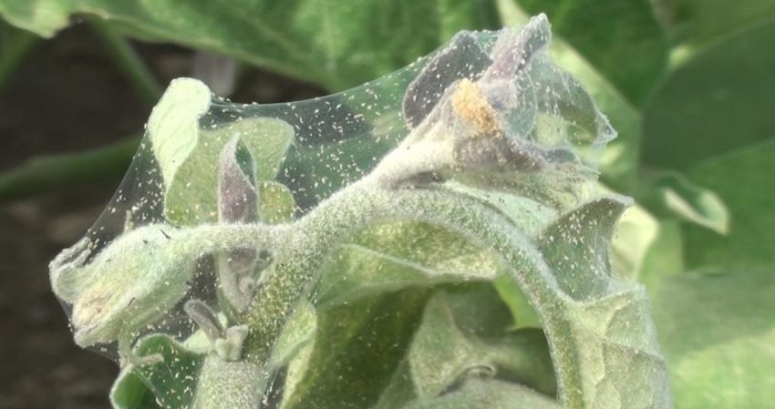 Quel est le danger d'un tétranyque sur l'aubergine et comment y faire face efficacement