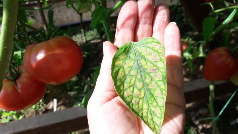Que faire si des taches blanches apparaissent sur les feuilles de tomates dans la serre