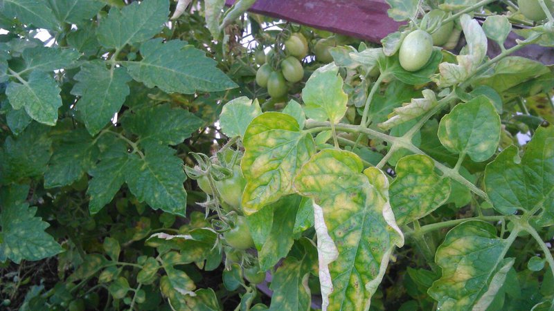 Que faire si des taches blanches apparaissent sur les feuilles de tomates dans la serre
