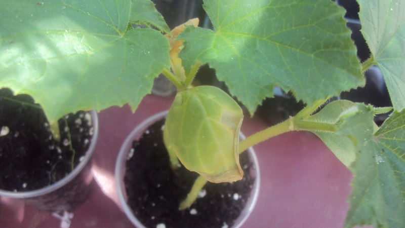 Que faire si les plants de concombre jaunissent: nous résolvons le problème et prévenons son apparition