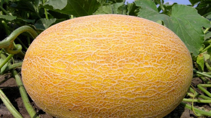 Le melon est une baie, un fruit ou un légume