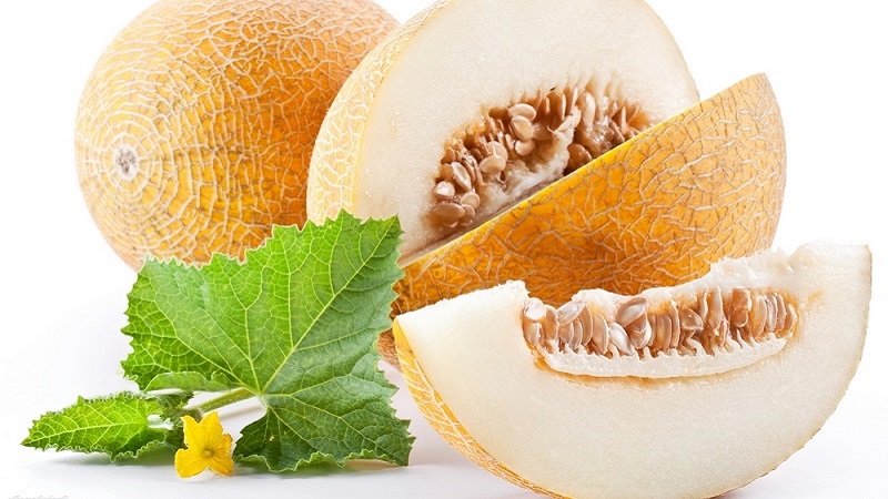 Le melon est une baie, un fruit ou un légume