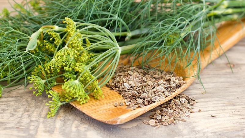 Instructions pour les jeunes mères: comment préparer de l'aneth pour les nouveau-nés de coliques et l'appliquer correctement