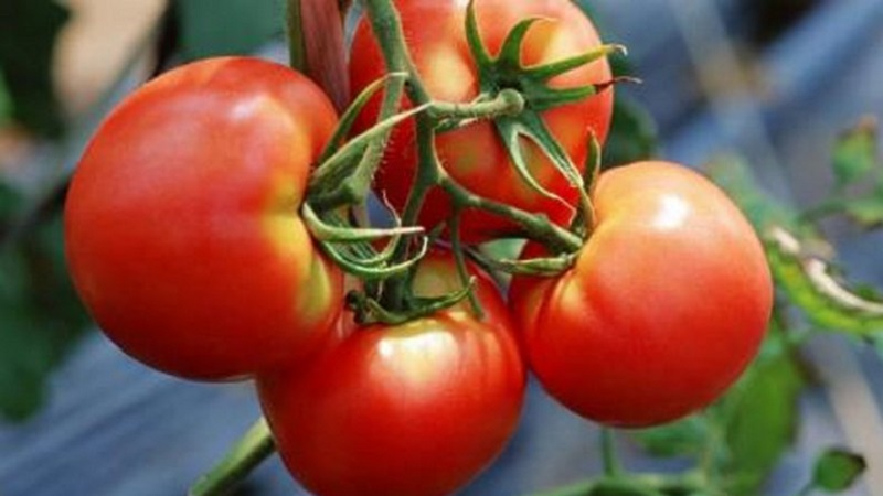 Comment obtenir des rendements élevés avec la tomate rouge rouge