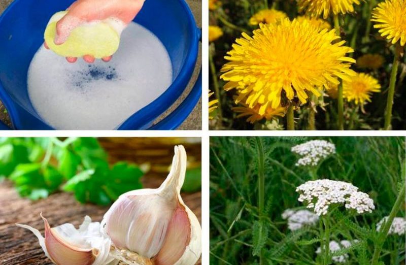 Comment se débarrasser une fois pour toutes des cuillères sur les tomates?