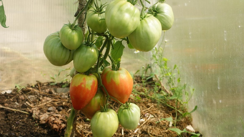 Comment faire pousser une tomate Pudovik pour des rendements plus élevés