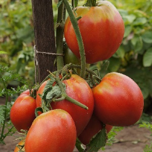 Comment faire pousser une tomate Pudovik pour une plus grande productivité
