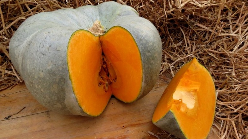 Variété de citrouille à gros fruits et de mi-saison Volzhskaya Grey: règles de la technologie agricole et conseils pour la culture