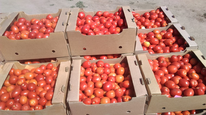 Crème de tomate inhabituelle et comment en prendre soin