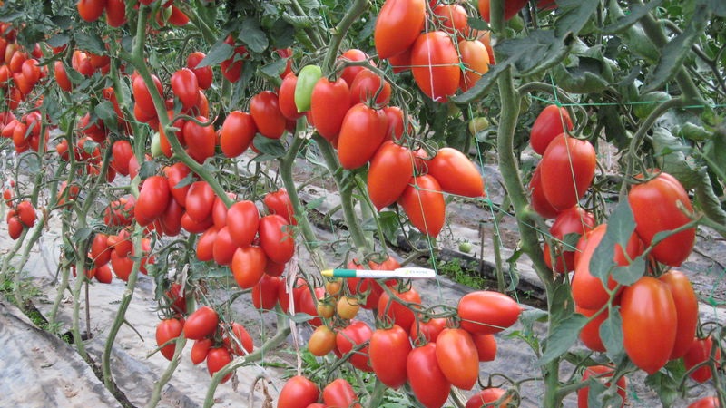 Crème de tomate inhabituelle et comment en prendre soin