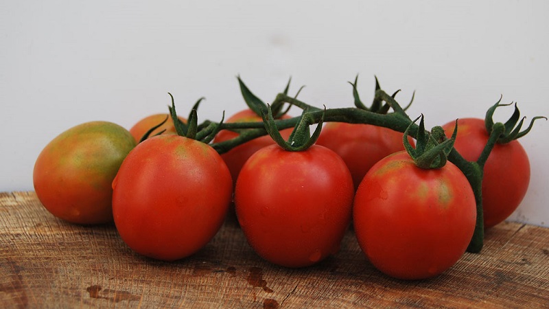 Crème de tomate inhabituelle et comment en prendre soin