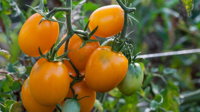 Crème de tomate inhabituelle et comment en prendre soin