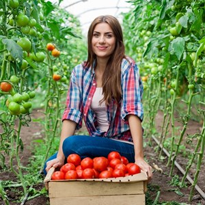 Une variété de tomates sans prétention mais très savoureuse Miracle du marché avec une récolte riche - un favori des jardiniers expérimentés
