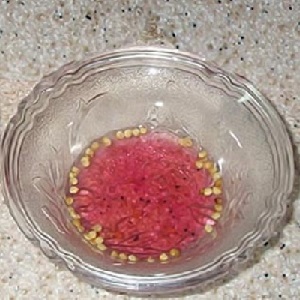 Examen de la tomate Ogorodnik: avantages et inconvénients, conditions de croissance et caractéristiques de la culture finie