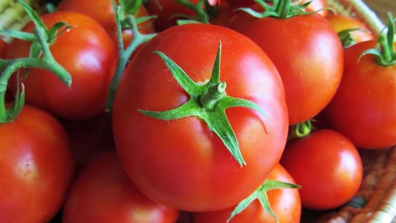 Examen de la tomate Ogorodnik: avantages et inconvénients, conditions de croissance et caractéristiques de la culture finie