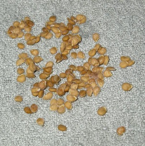 Examen de la tomate Ogorodnik: avantages et inconvénients, conditions de croissance et caractéristiques de la culture finie