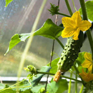 Pourquoi la pourriture grise apparaît-elle sur les concombres et comment y faire face