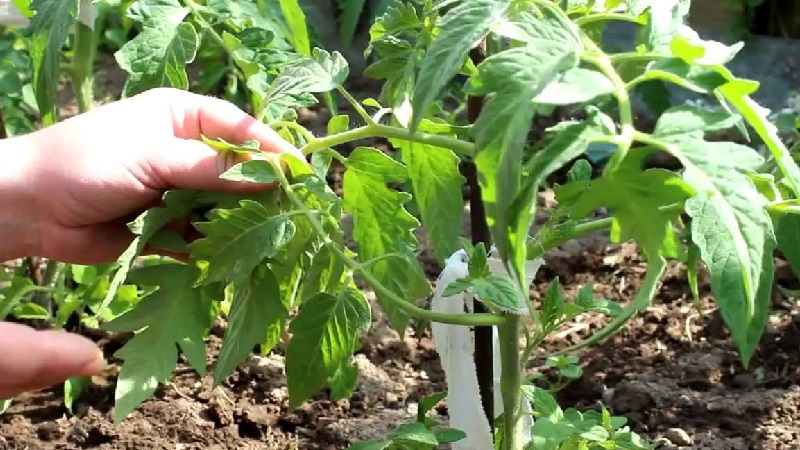 Nous apprenons des résidents d'été expérimentés comment pincer correctement les tomates: une analyse des nuances et une description étape par étape du processus