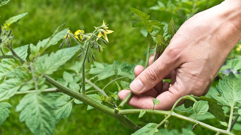 Instructions étape par étape pour les jardiniers novices: comment pincer correctement les tomates dans une serre et pourquoi vous en avez besoin